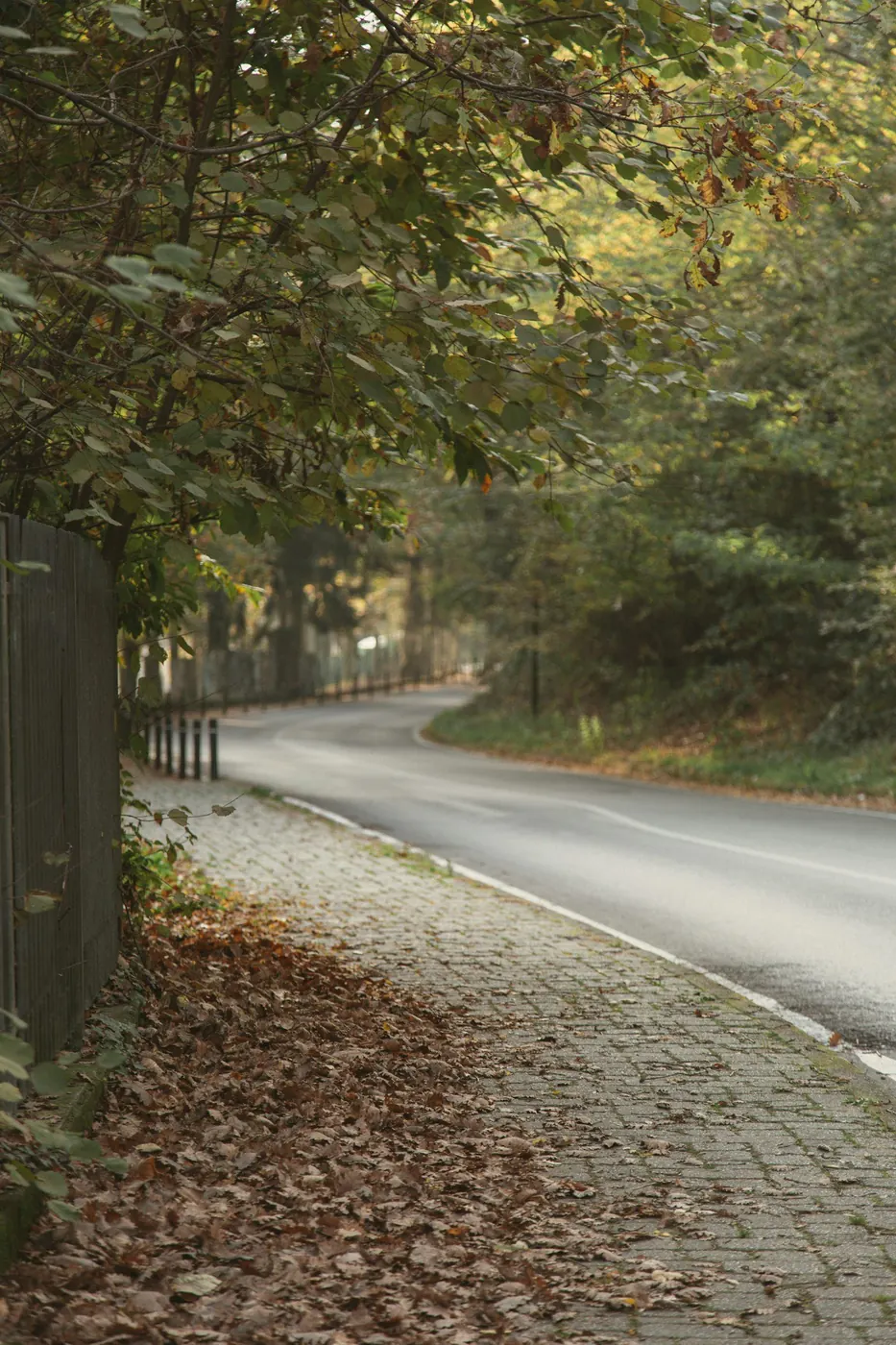 Mit Herbstlaub bedeckter Gehweg entlang einer Straße – typische Aufgabe für den Kehrdienst